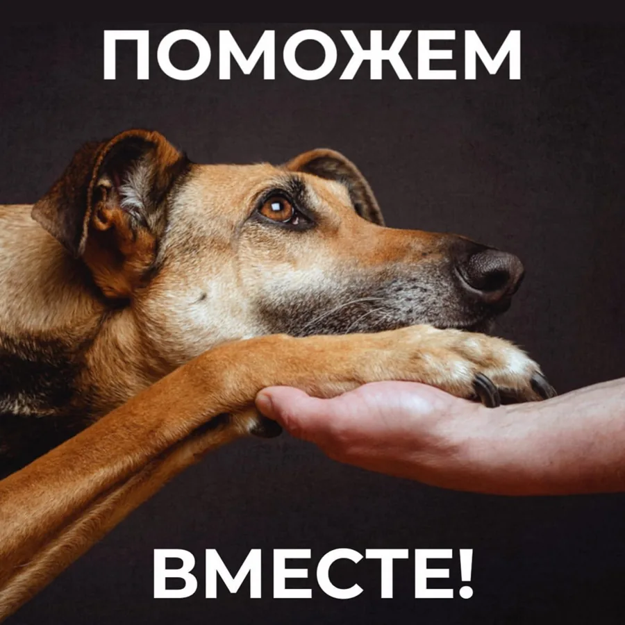 Собака протягивает лапу в человеческую руку